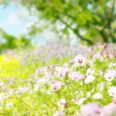 花ある風景